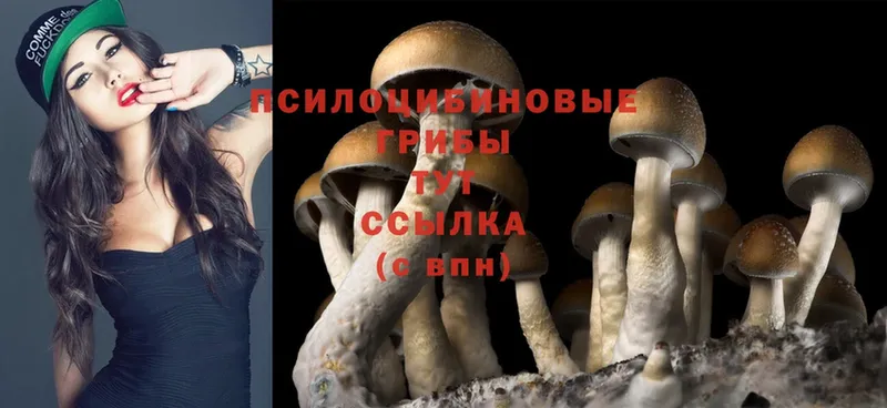 Псилоцибиновые грибы Psilocybe Ишимбай